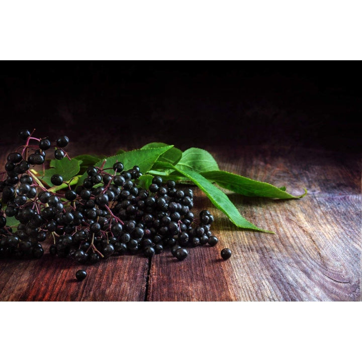 Earthley Elderberry Elixir Herbal Extract, Made with 100% Organic Ingredients, Concentrated Formula, Immune Supporting Herbs, Gluten - Free, Soy - Free, Corn - Free, No Added Sugars or Colors (2oz, Kids) - The Oasis of Health