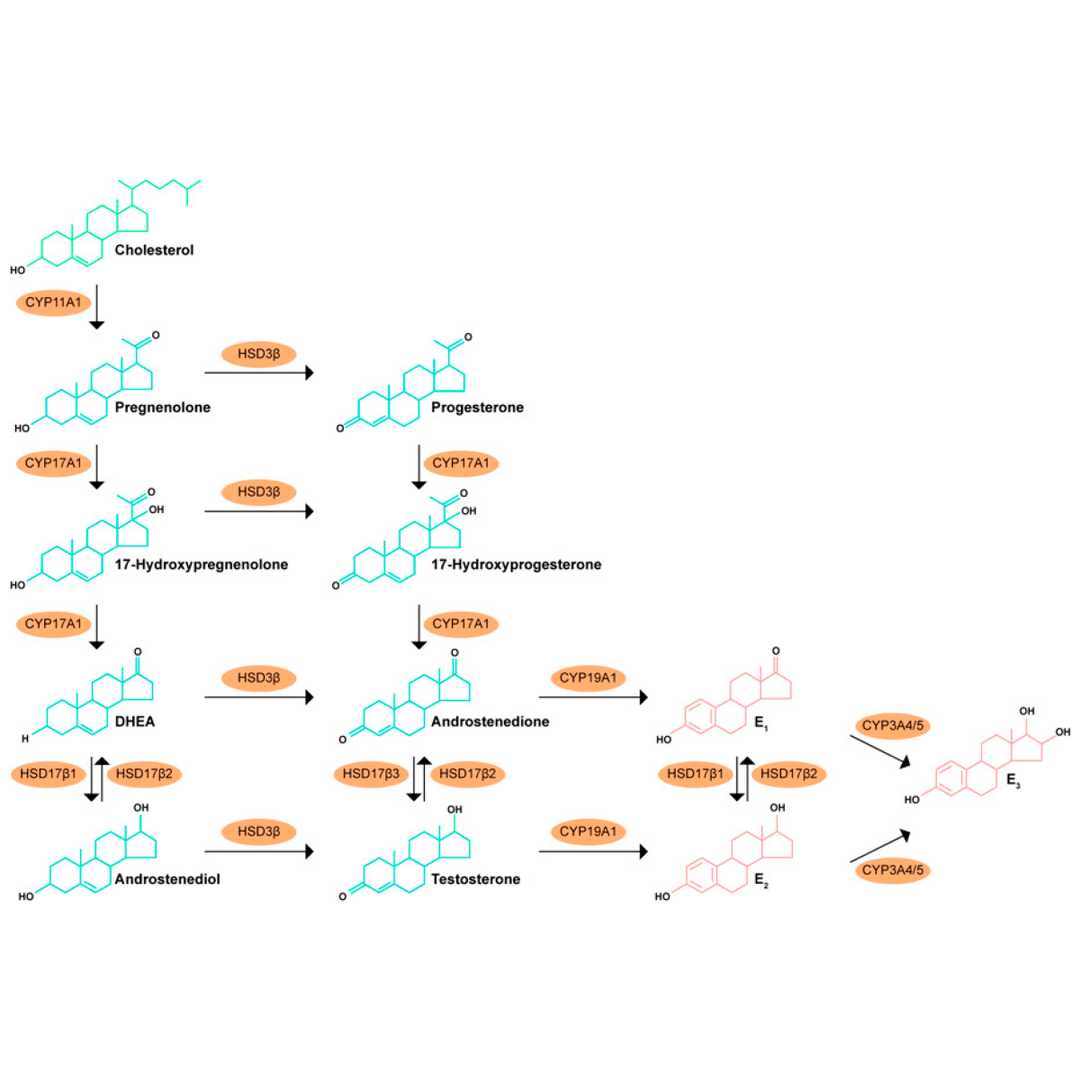 Enigmatic Therapy Youthful You DHEA 5 mg 60 Vcaps - 3 Pack - The Oasis of Health