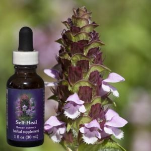 Flower Essence Services Benediction Forte Roll On 1oz - The Oasis of Health