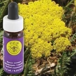 Flower Essence Services (FES) Golden Yarrow - The Oasis of Health