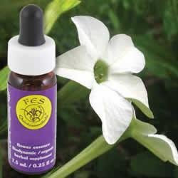 Flower Essence Services Nicotiana Dropper 0.25 Ounce - FS0161 - The Oasis of Health