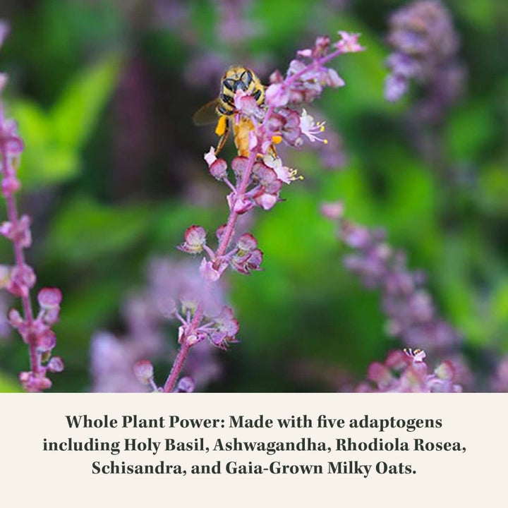 Gaia Herbs Adrenal Health Daily Support HPA Stress Response and Axis Management - The Oasis of Health