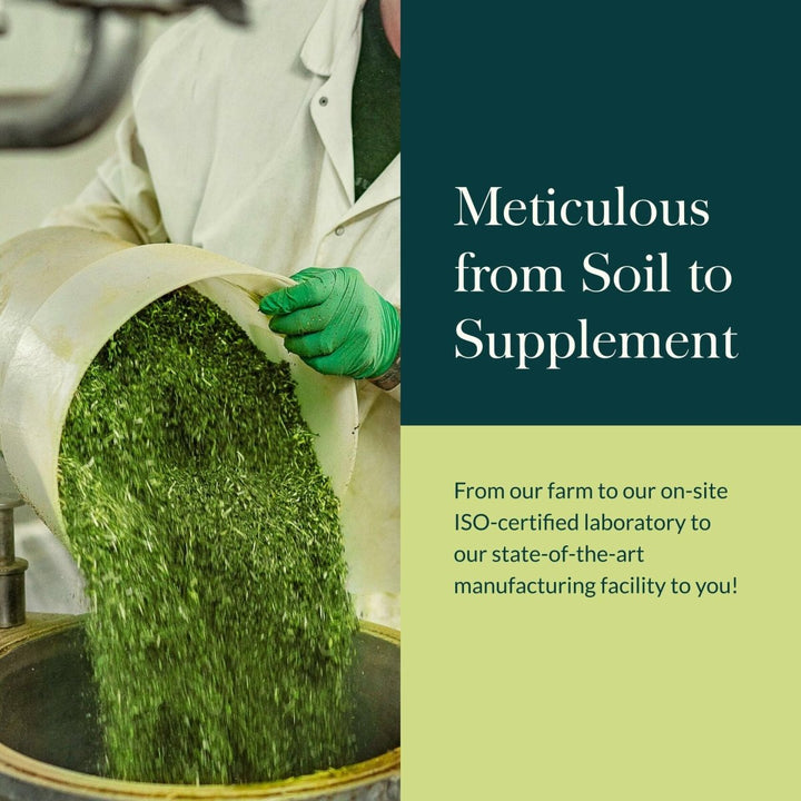 Gaia Herbs Maca Powder - Natural Energy Supplement - Supports and Maintains Healthy Energy and Stamina - Made with USDA Certified Organic Maca Root (Lepidium meyenii) - 8 Oz (69 - Day Supply) - The Oasis of Health