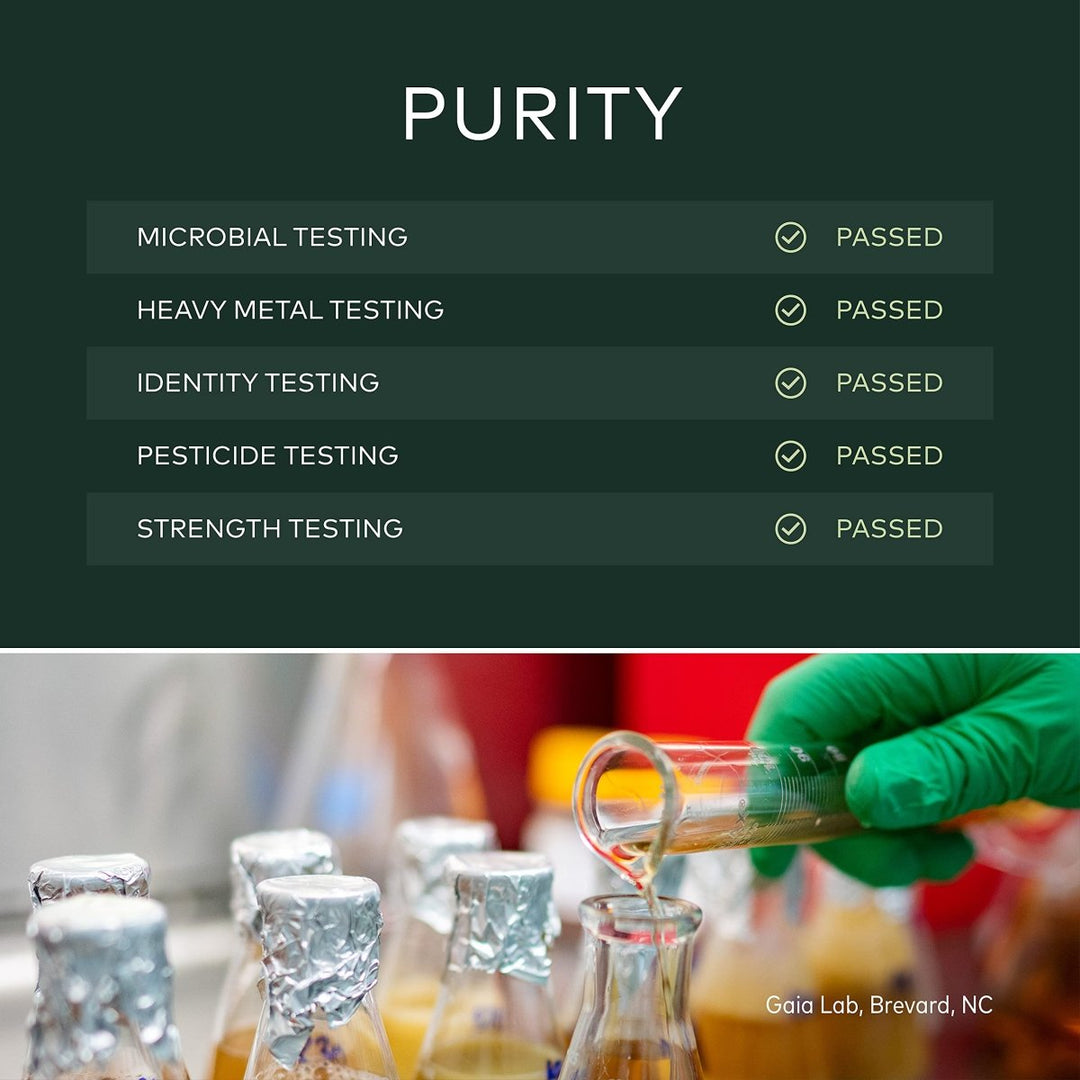 Gaia Herbs Nootropic Focus - Brain & Cognitive Support Supplement to Help Maintain Healthy Concentration* - with Saffron, Lemon Balm & Spearmint - 40 Liquid Phyto - Capsules (Up to 20 - Day Supply) - The Oasis of Health