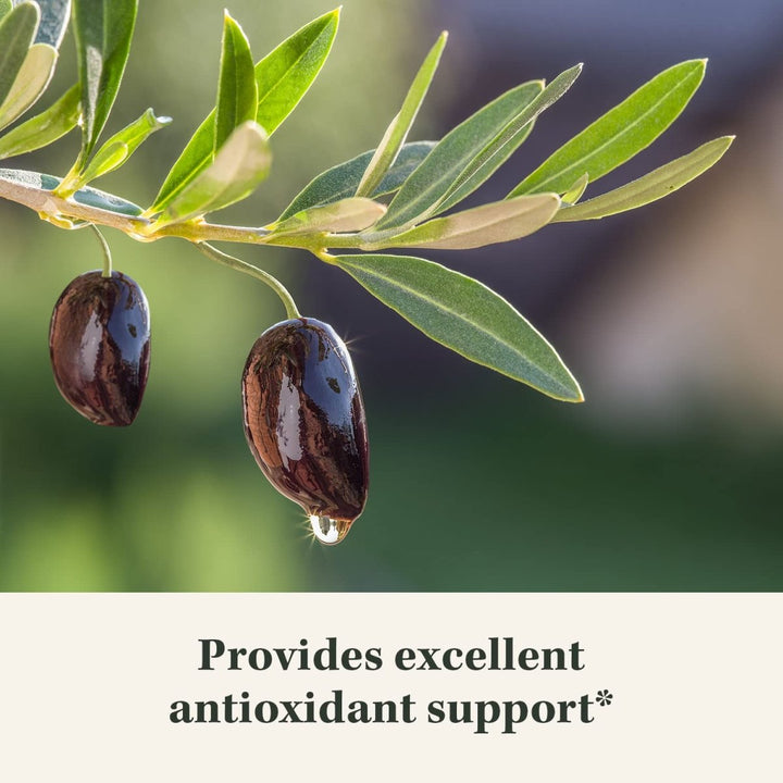 Gaia Herbs Olive Leaf - Traditional Immune Health Support - Immune System Supplement with Olive Leaf Extract and Oleuropein - 120 Vegan Liquid Phyto - Caps - The Oasis of Health