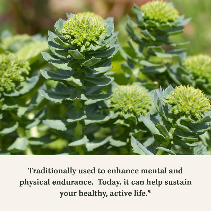 Gaia Herbs Rhodiola Rosea - Stress Support Supplement Traditionally for Supporting Healthy Stamina and Endurance - with Siberian Rhodiola Root Extract - 60 Vegan Liquid Phyto - Capsules (30 - Day Supply) - The Oasis of Health