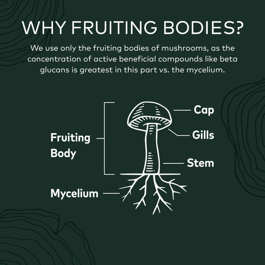 Gaia Herbs Turkey Tail Mushroom - Immune Support Supplement to Help Maintain Liver Health - with Organic Turkey Tail Mushroom Fruiting Body Extract - 40 Vegan Capsules - The Oasis of Health