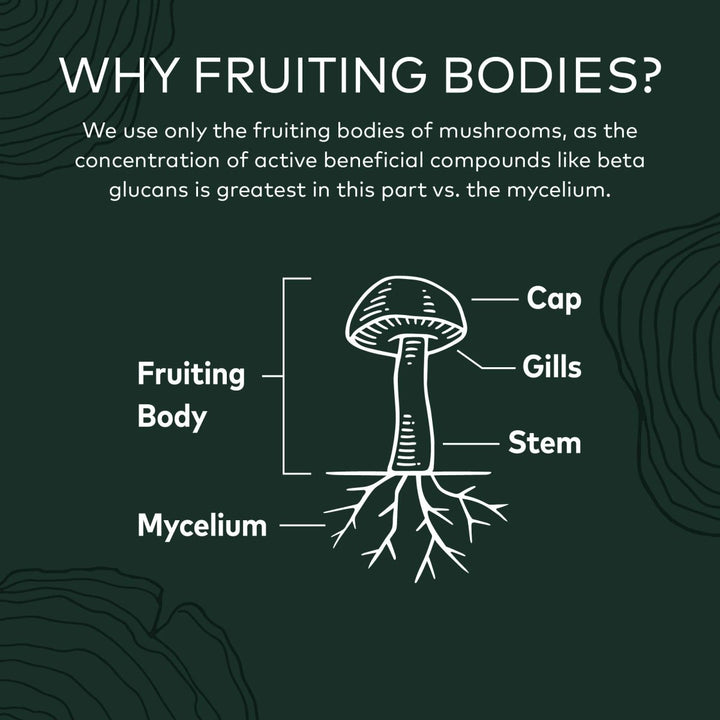 Gaia Herbs Turkey Tail Mushroom - Immune Support Supplement to Help Maintain Liver Health - with Organic Turkey Tail Mushroom Fruiting Body Extract - 40 Vegan Capsules - The Oasis of Health