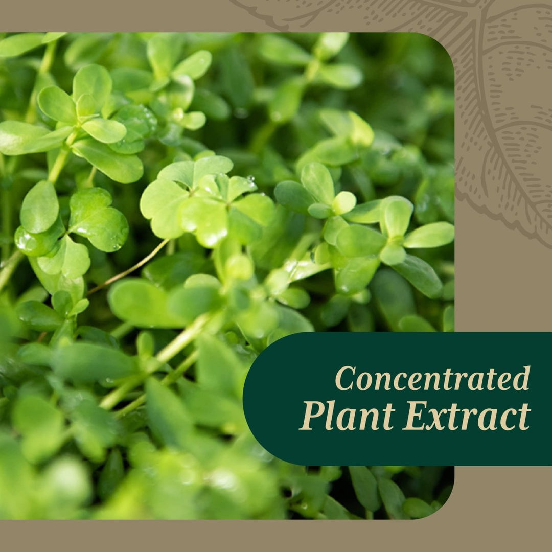 Gaia PRO Bacopa - Herbal Nootropic Working Memory Supplement for Brain Function - with Organic Bacopa - 60 Vegan Liquid Phyto - Capsules (60 Servings) - The Oasis of Health