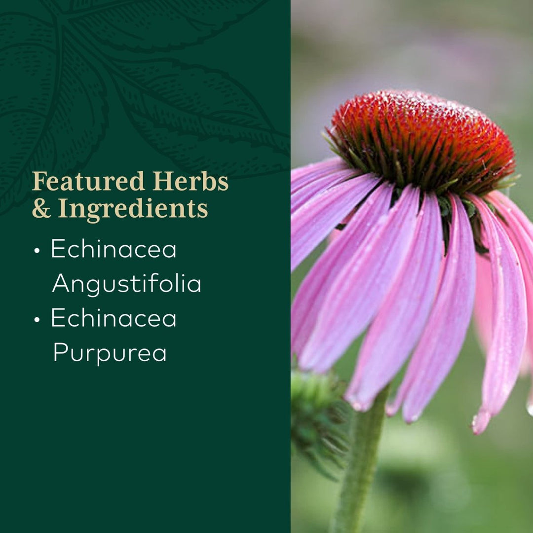 Gaia PRO Echinacea Blend - Immune Support Supplement - with Organic Echinacea Angustifolia & Echinacea Purpurea - 60 Vegan Liquid Phyto - Capsules (30 Servings) - The Oasis of Health