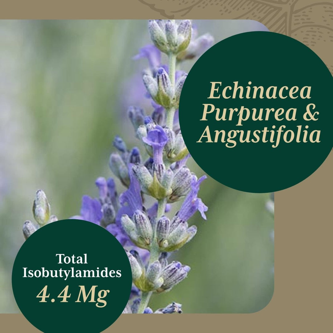 Gaia PRO Echinacea Blend - Immune Support Supplement - with Organic Echinacea Angustifolia & Echinacea Purpurea - 60 Vegan Liquid Phyto - Capsules (30 Servings) - The Oasis of Health