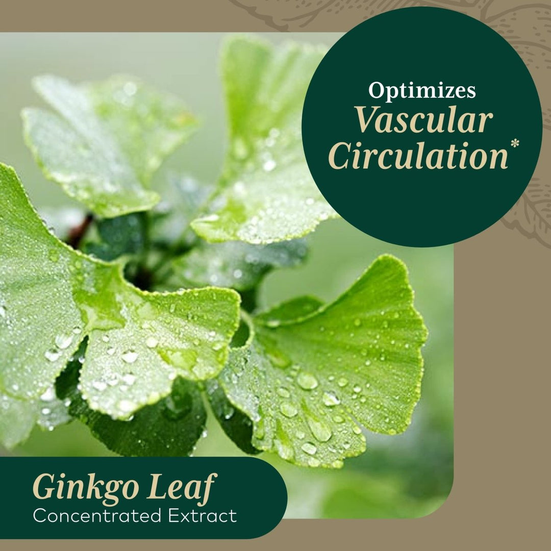 Gaia PRO Ginkgo - Blood Circulation & Brain Supplement - Cognitive Supplement for Brain - with Organic Ginkgo Leaf & Ginkgo Leaf Extract - 60 Vegan Liquid Phyto - Capsules (30 Servings) - The Oasis of Health