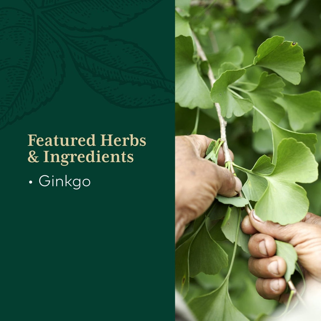 Gaia PRO Ginkgo - Blood Circulation & Brain Supplement - Cognitive Supplement for Brain - with Organic Ginkgo Leaf & Ginkgo Leaf Extract - 60 Vegan Liquid Phyto - Capsules (30 Servings) - The Oasis of Health