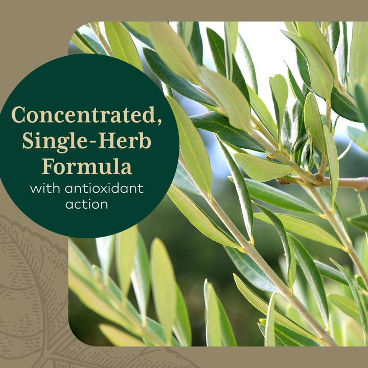 Gaia PRO Olive Leaf 1360 - The Oasis of Health