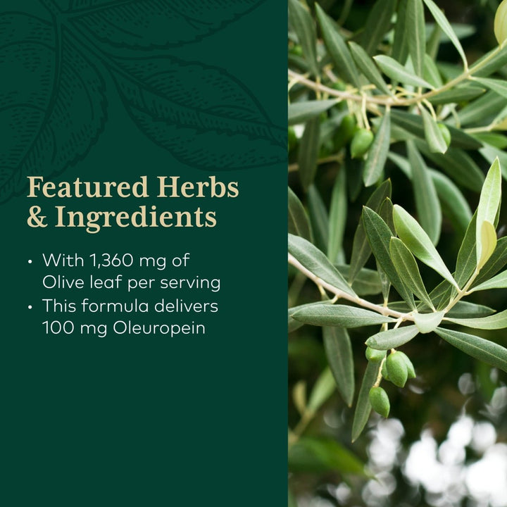 Gaia PRO Olive Leaf 1360 - The Oasis of Health