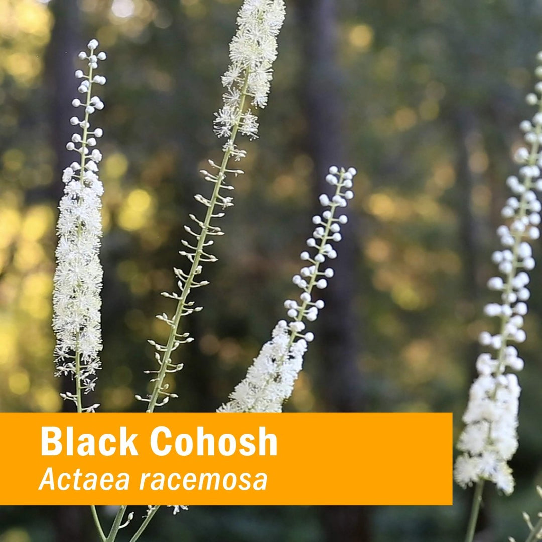 Herb Pharm Black Cohosh 4oz - The Oasis of Health