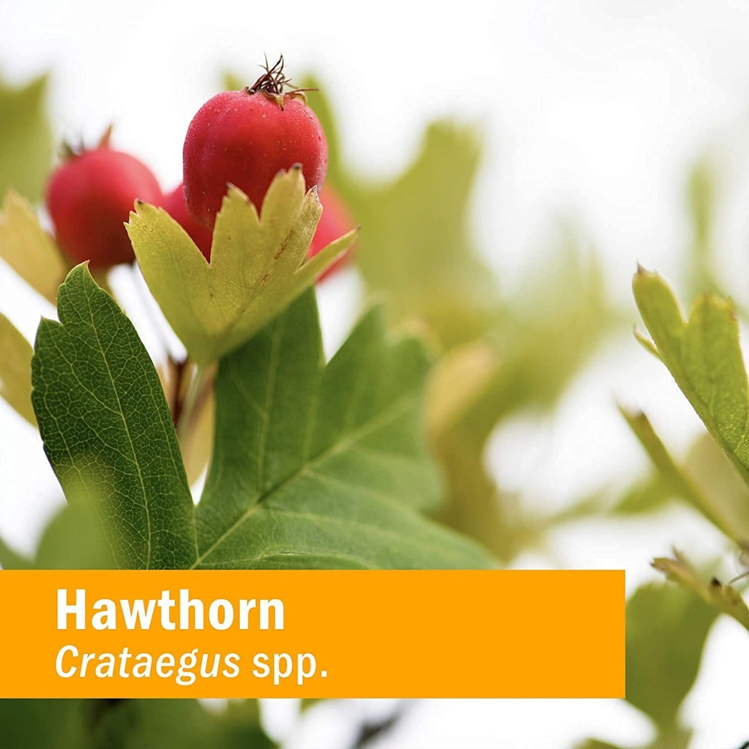 Herb Pharm Blood Pressure Support 1oz - The Oasis of Health