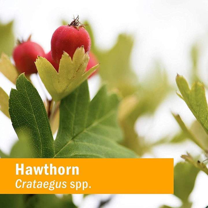 Herb Pharm Blood Pressure Support 1oz - The Oasis of Health