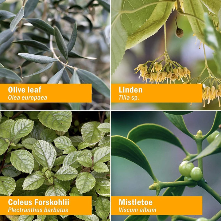 Herb Pharm Blood Pressure Support 4oz - The Oasis of Health