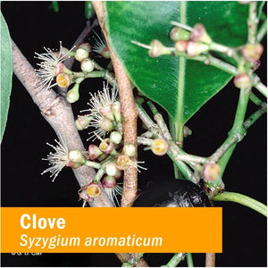 Herb Pharm Certified Organic Clove Liquid Extract - 4 Ounce - The Oasis of Health