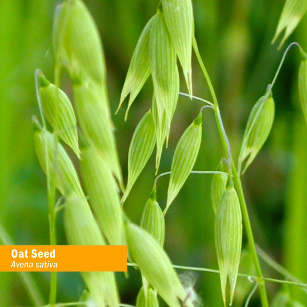 Herb Pharm Certified Organic Oat Seed Liquid Extract for Nervous System Support - 4 Ounce - The Oasis of Health