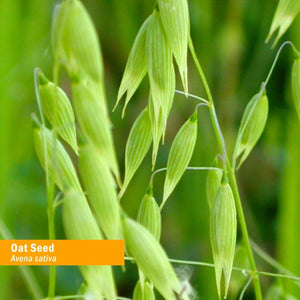 Herb Pharm Certified Organic Oat Seed Liquid Extract for Nervous System Support - 4 Ounce - The Oasis of Health