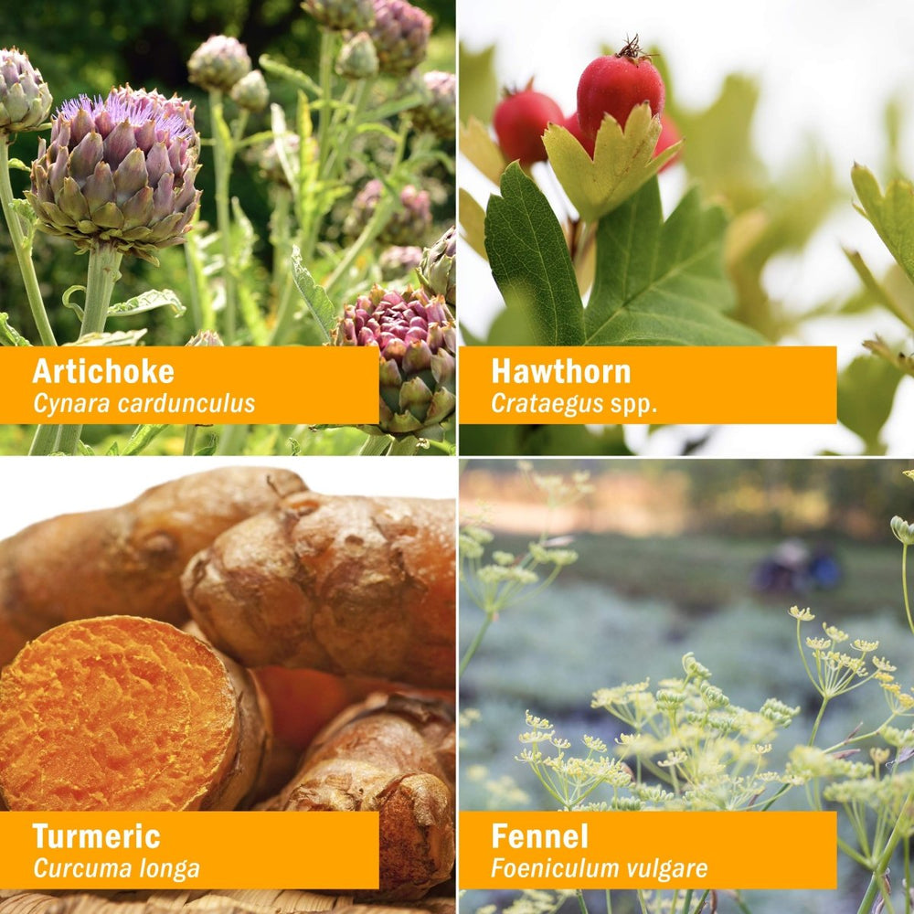 Herb Pharm Cholesterol Health Herbal Liquid Formula for Cardiovascular and Circulatory Support - 1 Ounce - The Oasis of Health