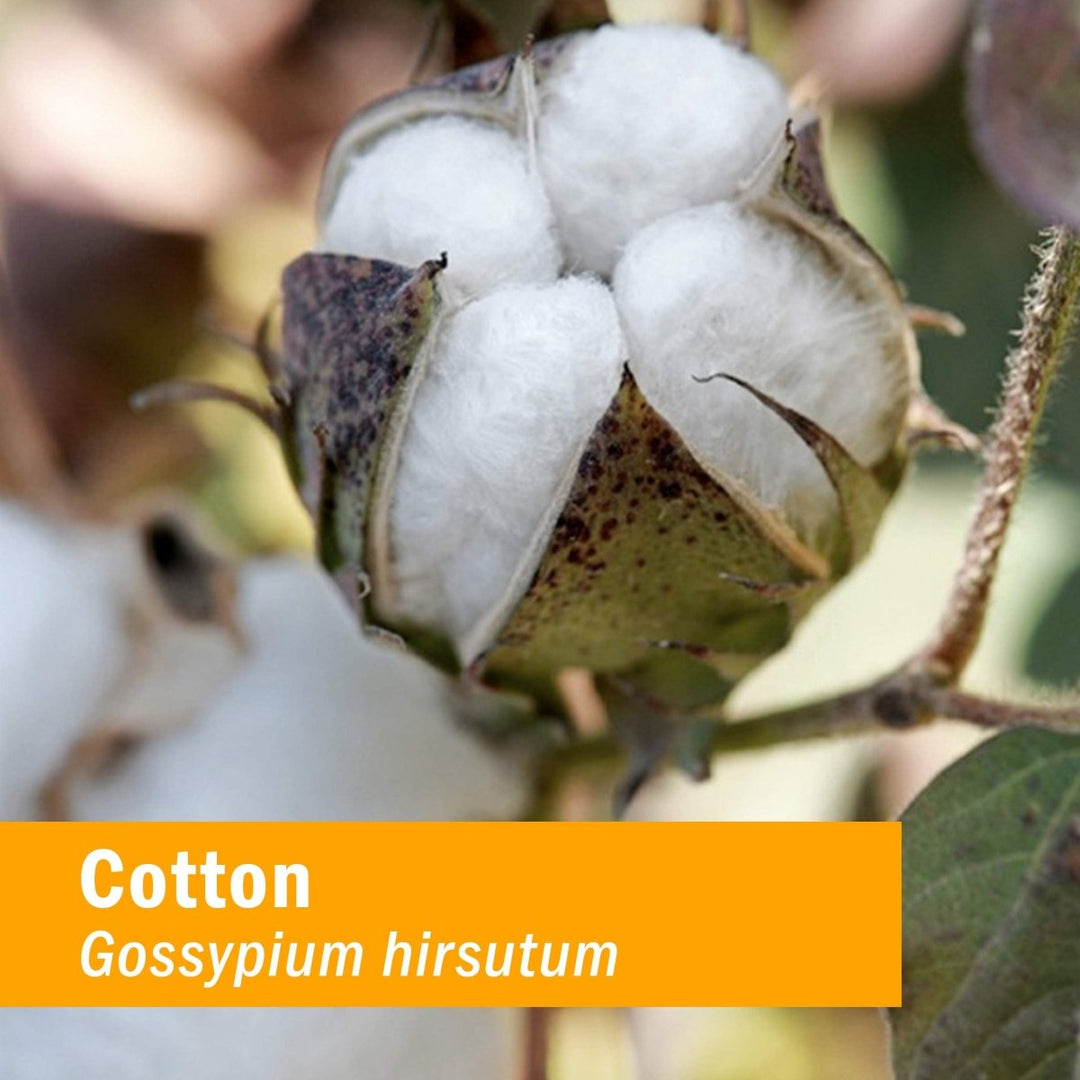 Herb Pharm Cotton Root 1oz - The Oasis of Health