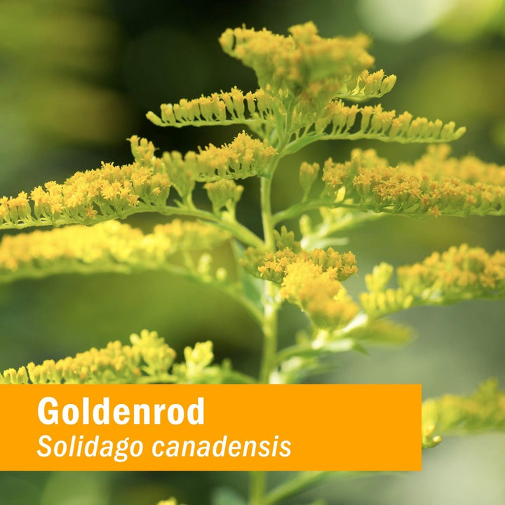 Herb Pharm Goldenrod 4oz - The Oasis of Health