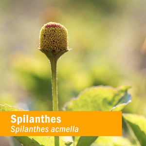 Herb Pharm Gum Guardian 4oz - The Oasis of Health