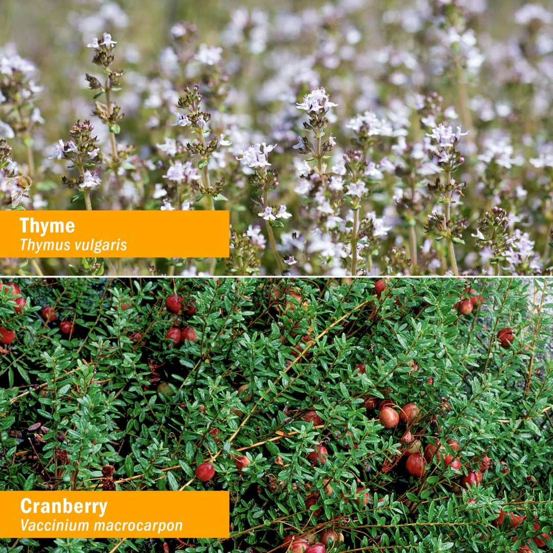 Herb Pharm Gum Guardian 4oz - The Oasis of Health