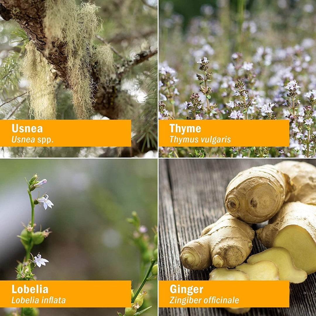 Herb Pharm Lung Expectorant 4oz - The Oasis of Health