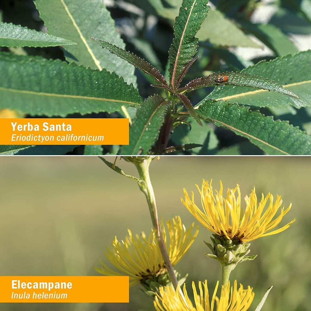 Herb Pharm Lung Expectorant 4oz - The Oasis of Health