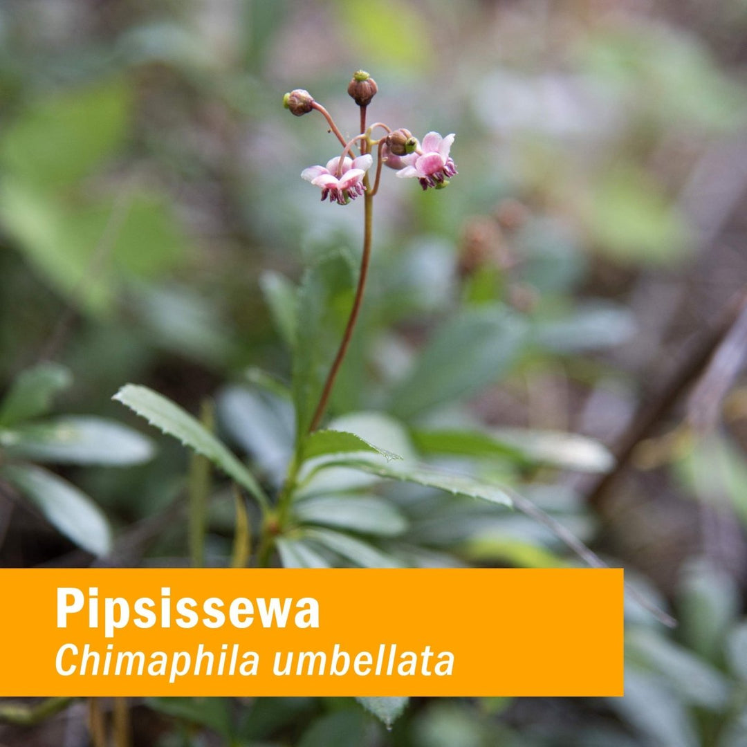 Herb Pharm Pipsissewa Liquid Extract for Urinary System Support - 1 Ounce - The Oasis of Health