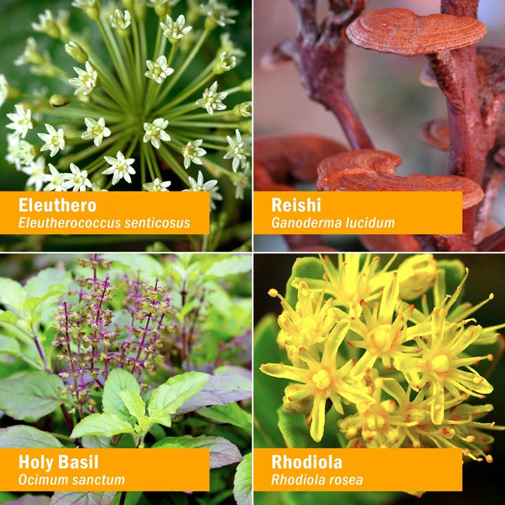 Herb Pharm Stress Manager 4 oz - The Oasis of Health