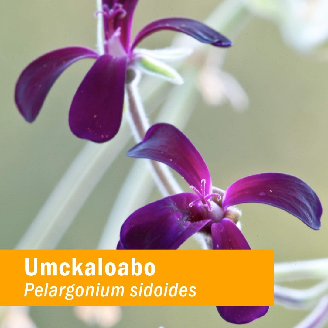 Herb Pharm Umckaloabo 4oz - The Oasis of Health