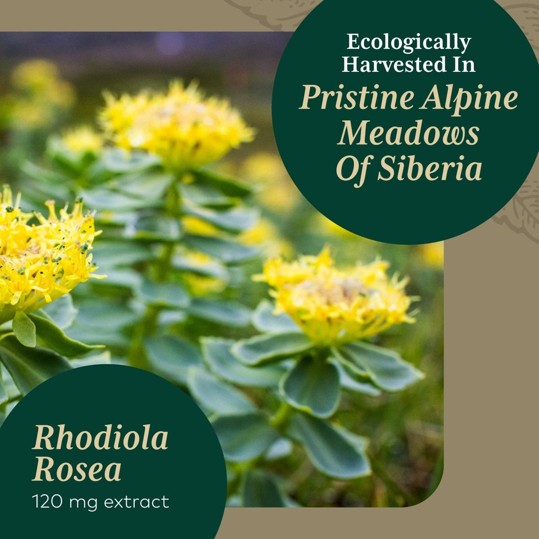 Introducing Gaia PRO Rhodiola - Your Key to Adaptogen Stress Support & Relief - The Oasis of Health