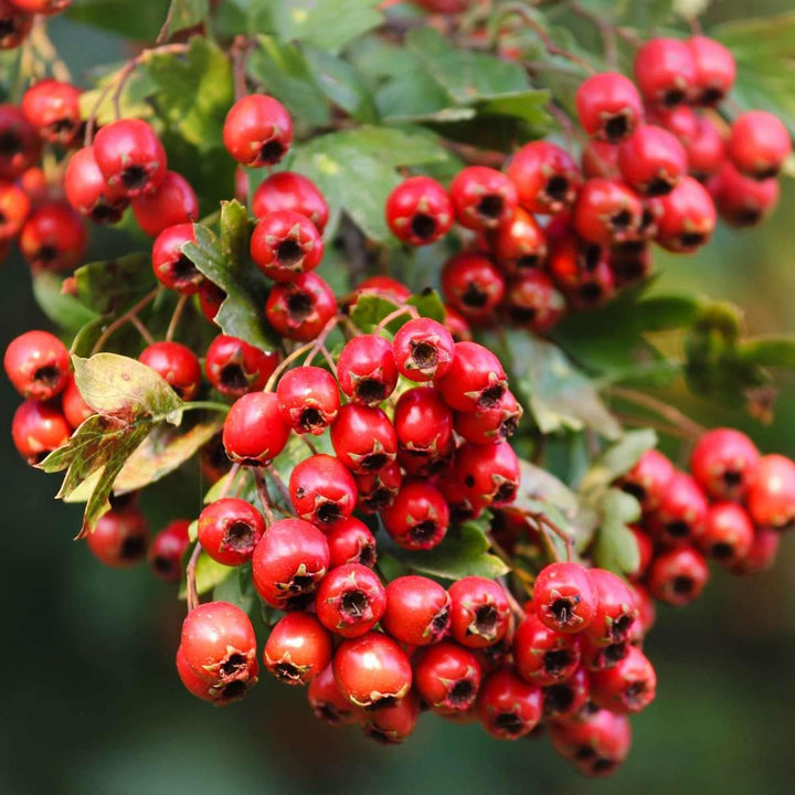 Nature's Answer Hawthorne Berry Herbal Extract Supplement with Organic Alcohol, 2 - Fluid Ounces | Promotes Healthy Blood Circulation | Immune System Booster | Improves Cardiovascular Health - The Oasis of Health