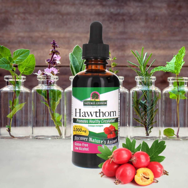 Nature's Answer Hawthorne Berry Herbal Extract Supplement with Organic Alcohol, 2 - Fluid Ounces | Promotes Healthy Blood Circulation | Immune System Booster | Improves Cardiovascular Health - The Oasis of Health