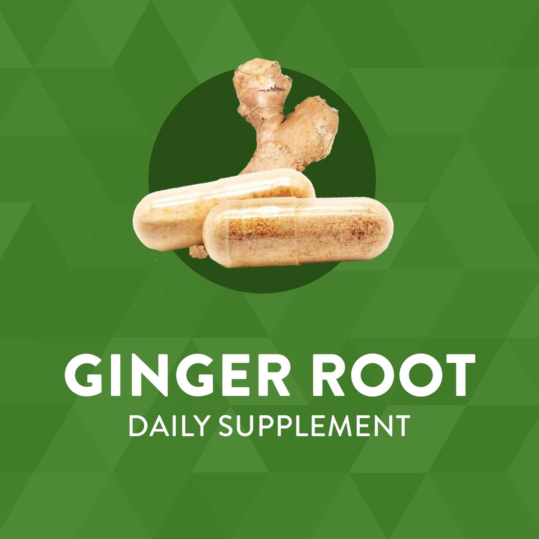 Nature's Way Ginger Root, Traditional Digestive Support*, 1110 mg Per Serving, Non - GMO Project Verified, 240 Capsules - The Oasis of Health