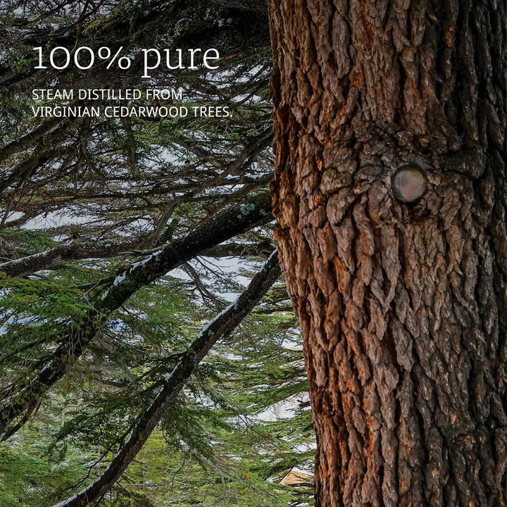 NOW Cedarwood Oil, 1 Fl Oz (Pack of 2) - The Oasis of Health