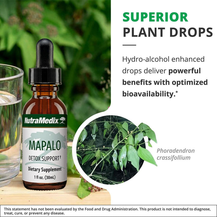 NutraMedix Mapalo Herbal Extract - Cognitive Supplement to Alleviate Occasional Brain Fog & Support Body Detox Systems - Brain Health Supplement for Adults (1oz / 30ml) - The Oasis of Health