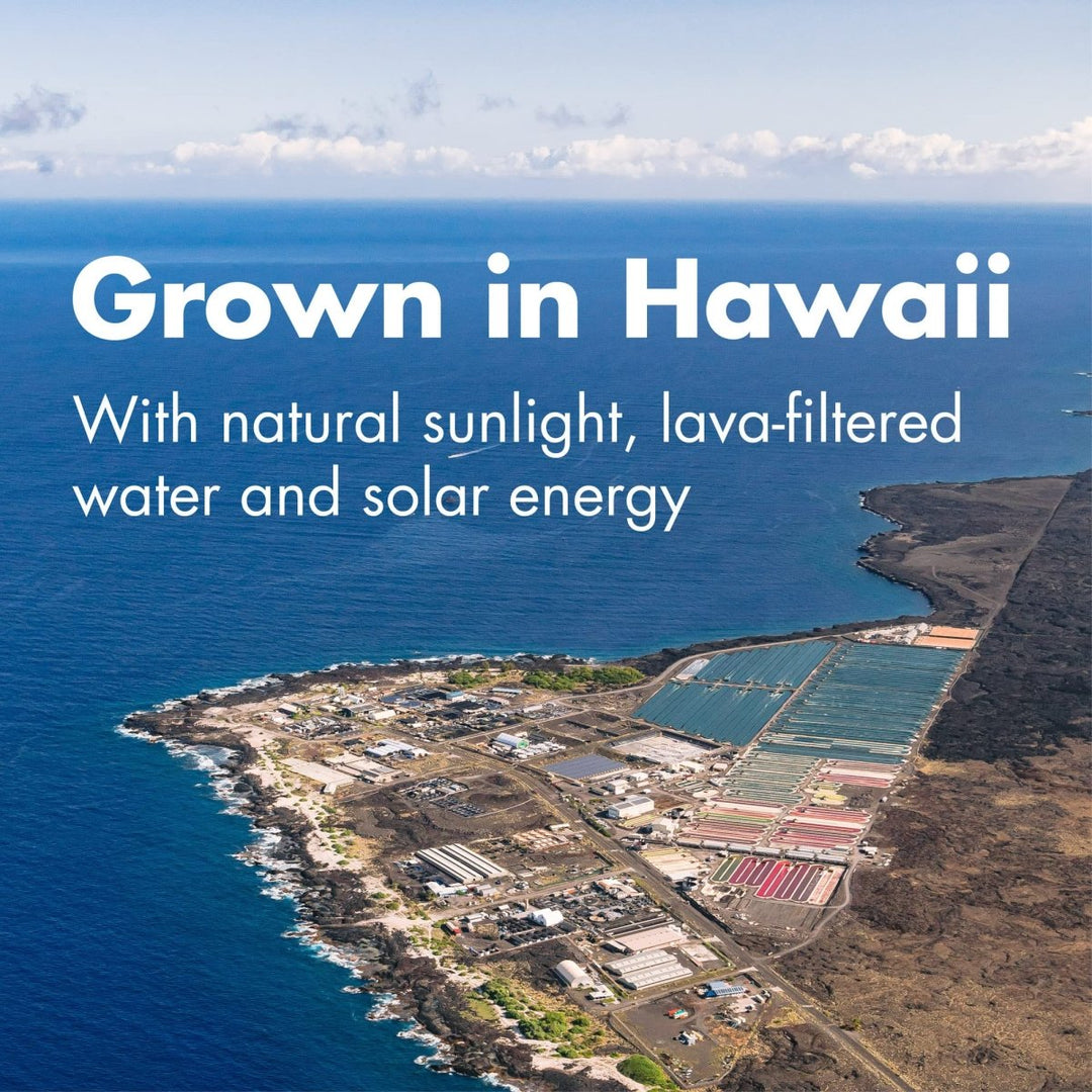 Nutrex Hawaii Spirulina Powder 16oz - NX0034 - The Oasis of Health