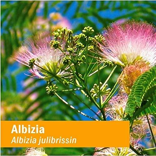 Herb Pharm Albizia Liquid Extract for Nervous System Support - 4 Ounce - The Oasis of Health