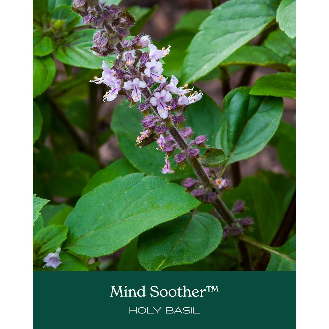 Herb Pharm Mind Soother: Holy Basil: Liquid Kava Supplement to Support Calm &amp; Relaxation, Stabilizing Support for Nervous System, Made with Noble Kava &amp; Lavender Flower, Vegan, Gluten-Free, 4 oz* - The Oasis of Health