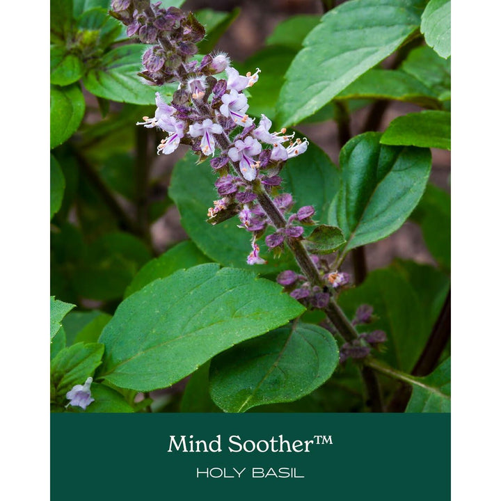 Herb Pharm Mind Soother: Holy Basil: Liquid Kava Supplement to Support Calm &amp; Relaxation, Stabilizing Support for Nervous System, Made with Noble Kava &amp; Lavender Flower, Vegan, Gluten-Free, 4 oz* - The Oasis of Health