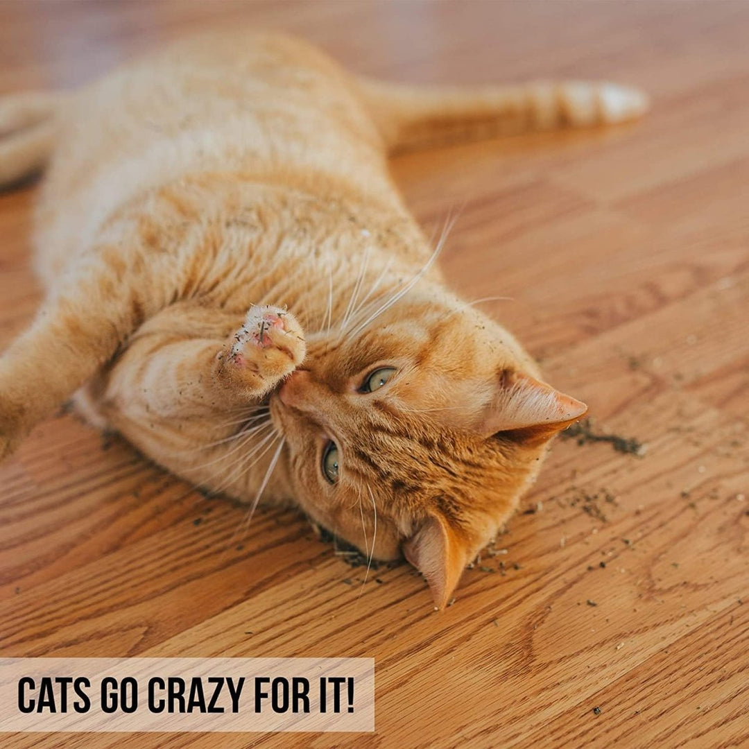 OurPets Cosmic Catnip 3.5 oz - CC11694 - The Oasis of Health