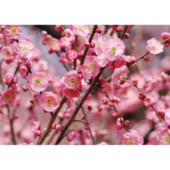Plum Flower Lu Cha, Extract Powder by MayWay