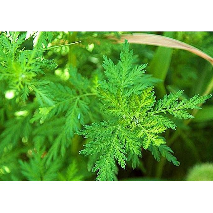 Plum Flower Brand Qing Hao Single Herb Extract Artemisia Annua Herb - 3.5 Oz. by MayWay