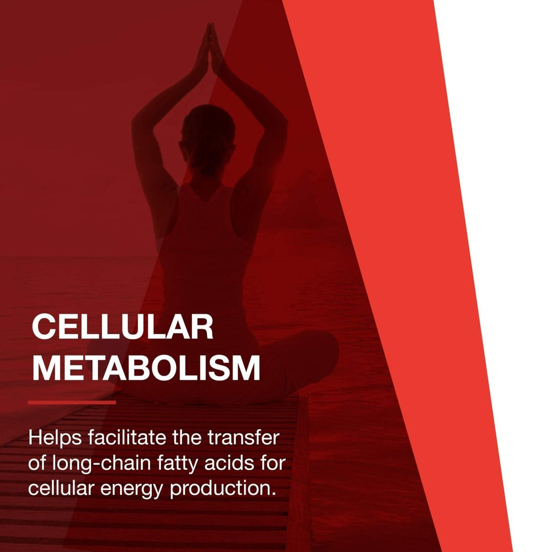 Protocol For Life Balance L - Carnitine 500 Mg 60 Vcaps - P0072 - The Oasis of Health